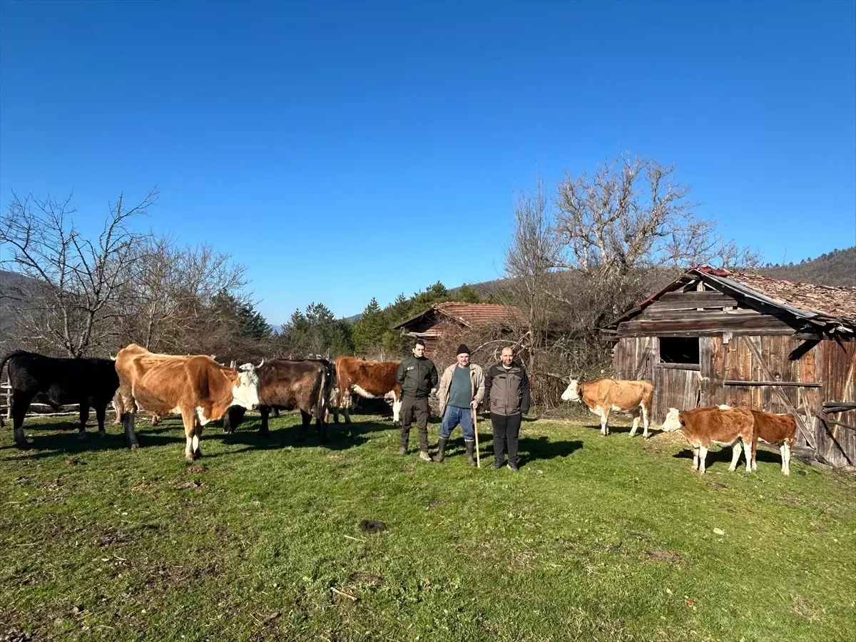 Kaybolan Hayvanlar Dron ile Bulundu